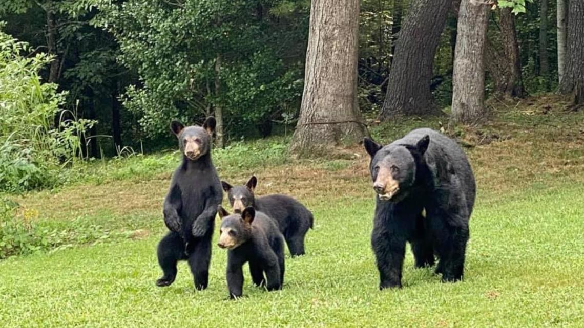 Bear Mountain Hollow-Free Dollywood Ticket- Cozy Cabin With A Hot Tub, Arcade & Deck Close To Town Pigeon Forge Esterno foto